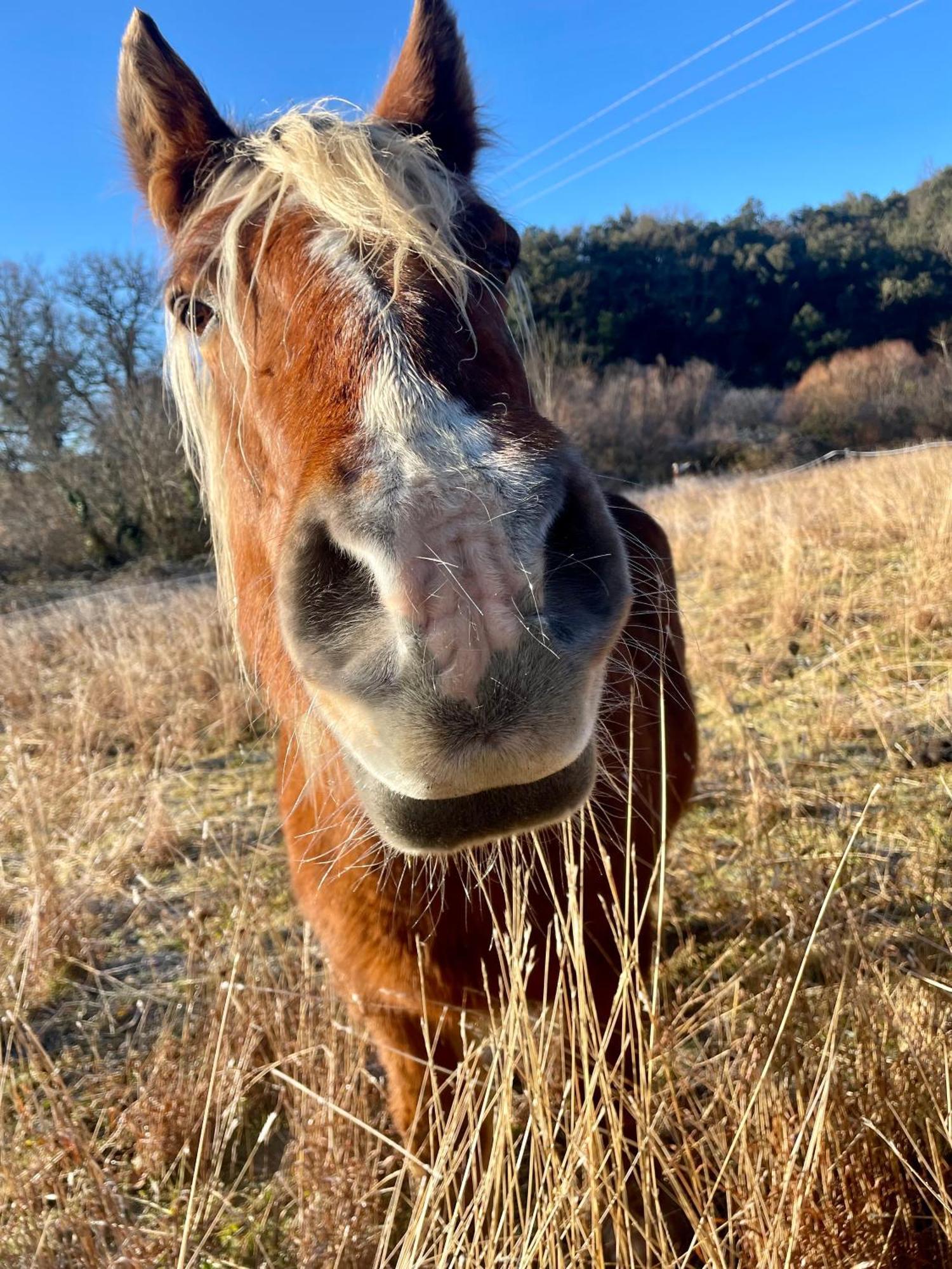 La Frigoule, Un Gite Au Coeur Du Parc Des Cevennes Generargues Esterno foto